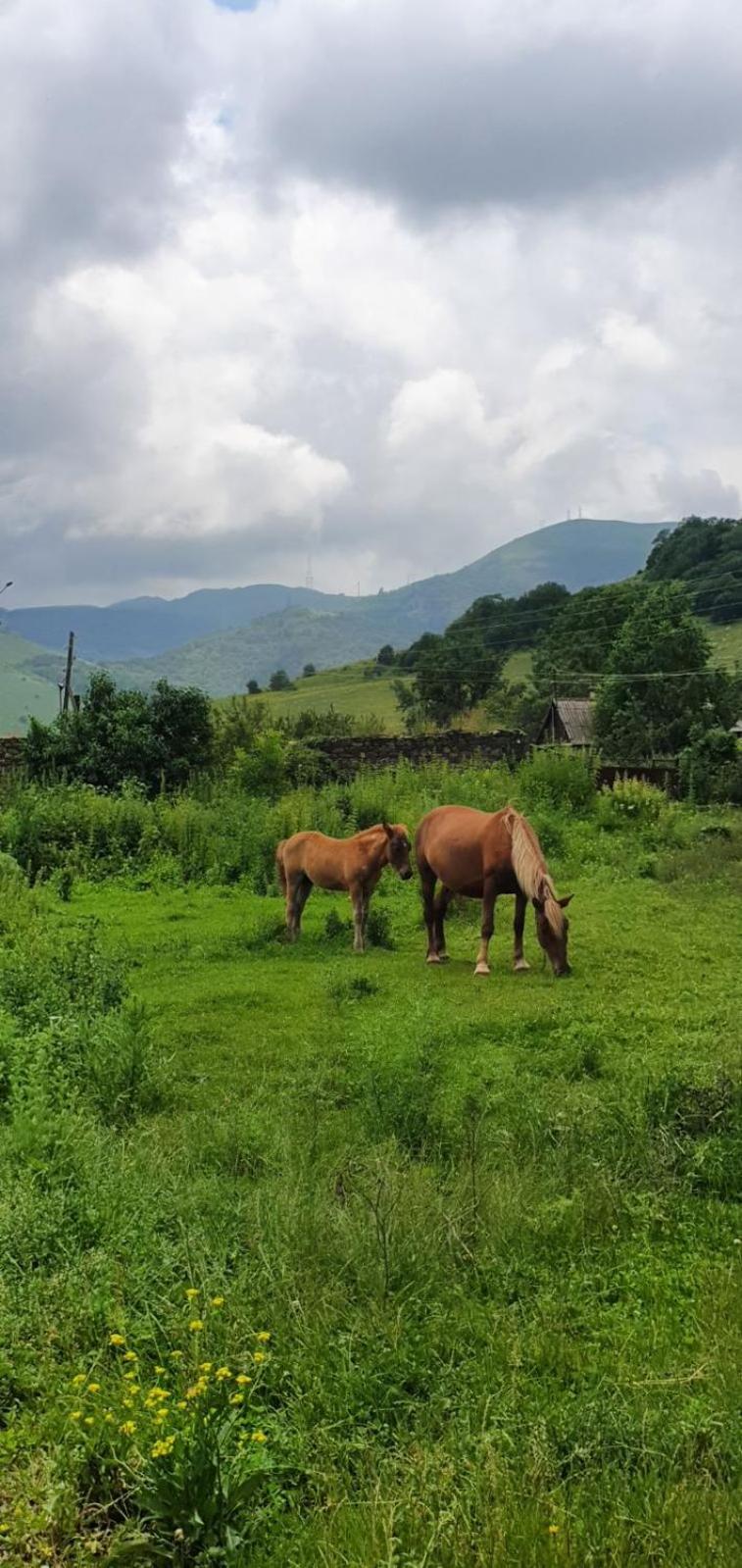 Green Agarak Guest House Near Dendropark, Stepanavan Gyulagarak 외부 사진